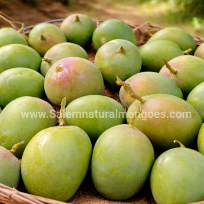 Salem Natural Mangoes