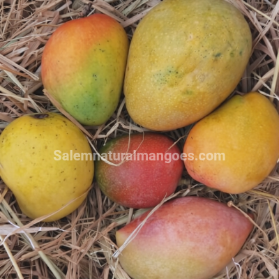Salem Natural Mangoes