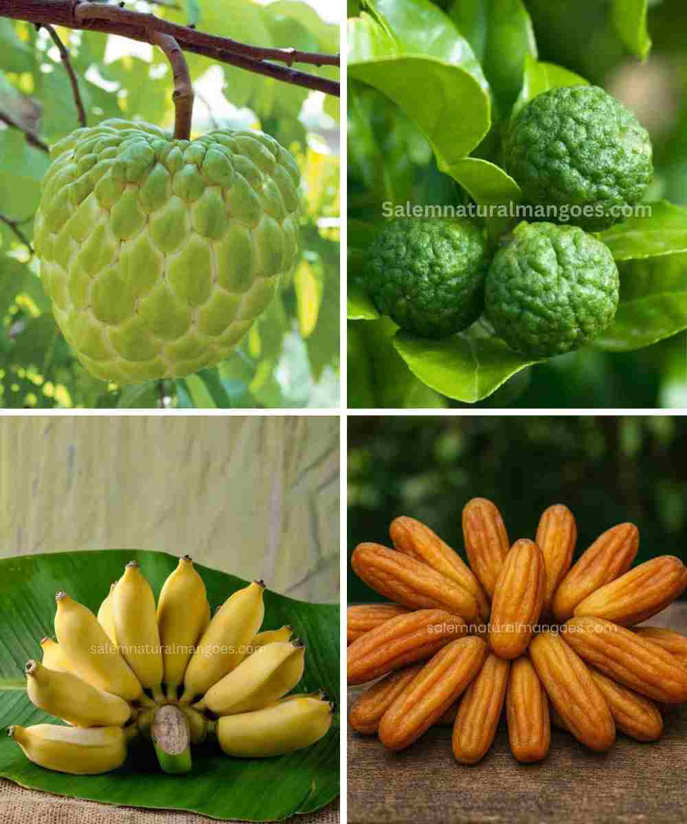 Salem Natural Mangoes
