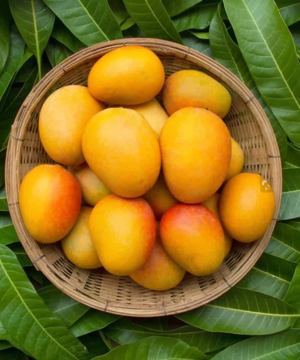 Salem Natural Mangoes
